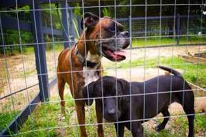 Jordi&Scout