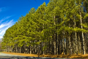 Trees on the Roadside
