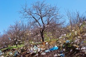 landscape with tree covered plastic bags