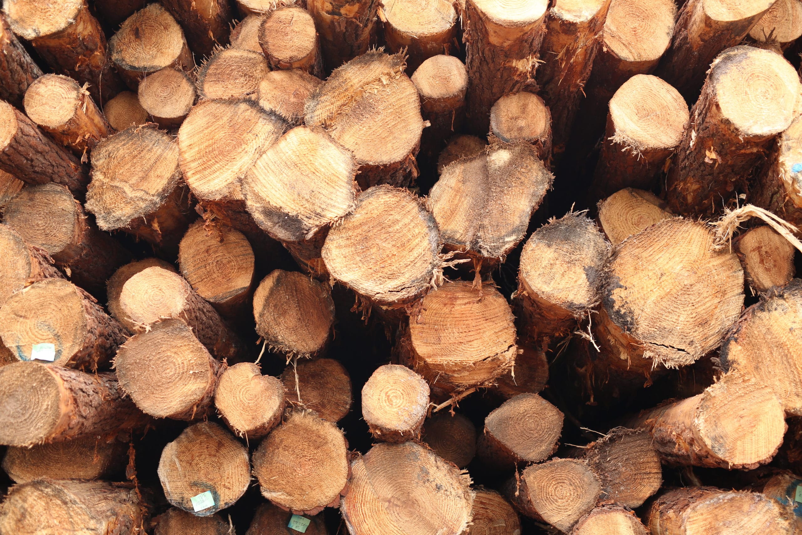 Southern Yellow Pine: Lumber of the Future