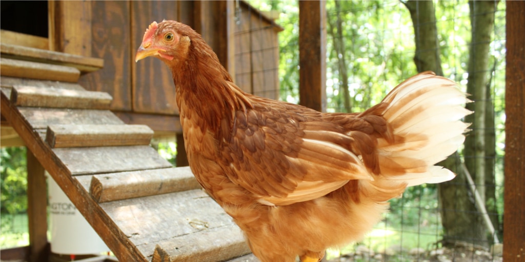 Get Inspired With These Southern Yellow Pine Chicken Coops