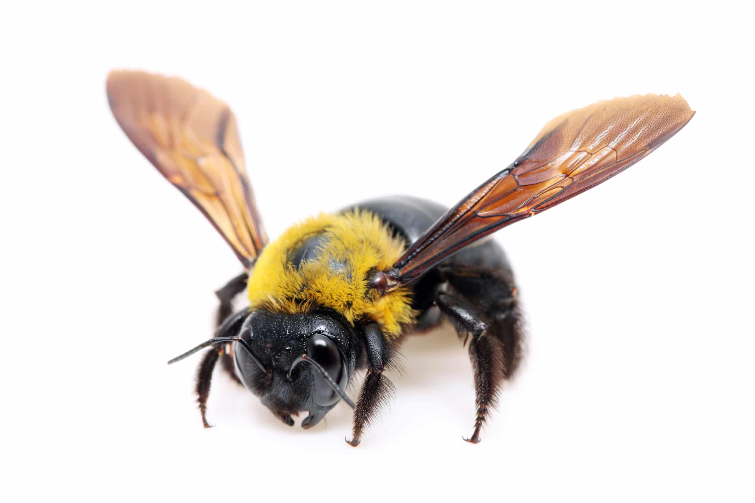 The Truth About Woodboring Bees Wood. It's Real.