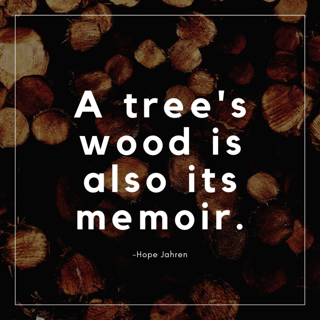 A tree's wood is also its memoir.